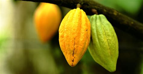 Cacao Culture .